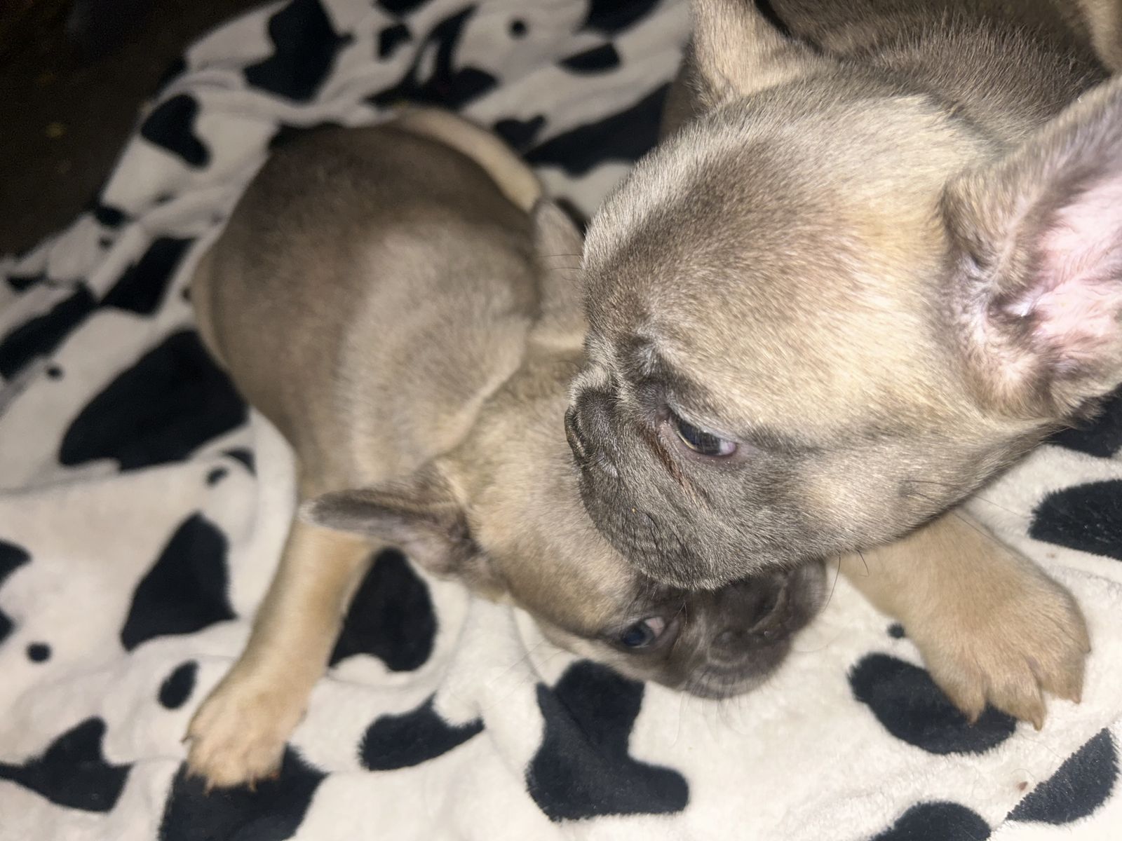 FRENCH BULLDOGS