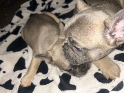FRENCH BULLDOGS