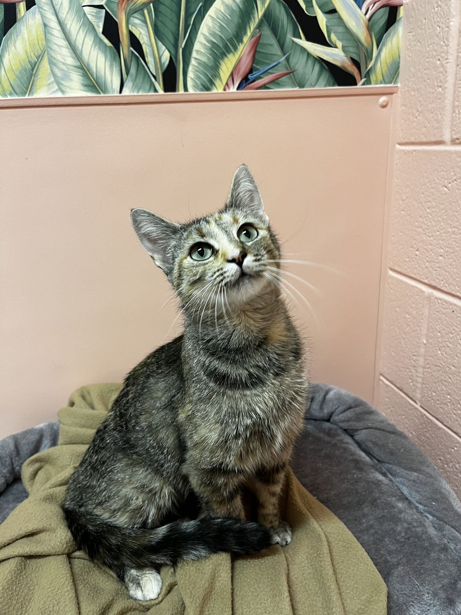 A162240, Cleo is Available for Adoption