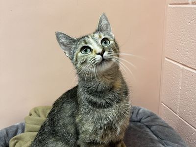 A162240, Cleo is Available for Adoption