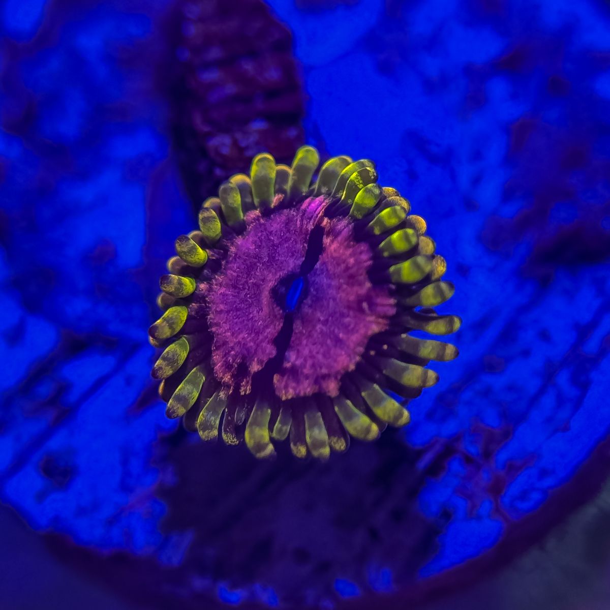 Purple monster