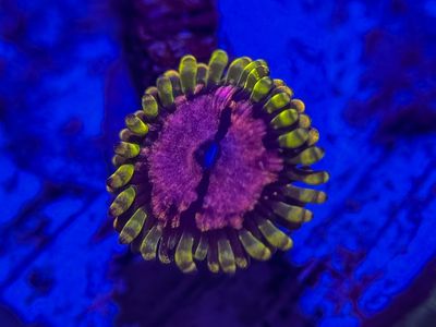 Purple monster