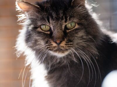 Hello my name is Grog