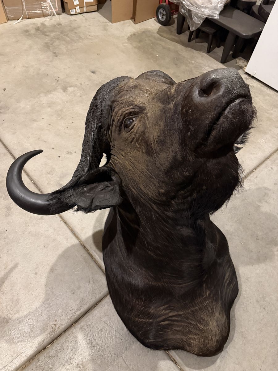 African Cape Buffalo Taxidermy Mount