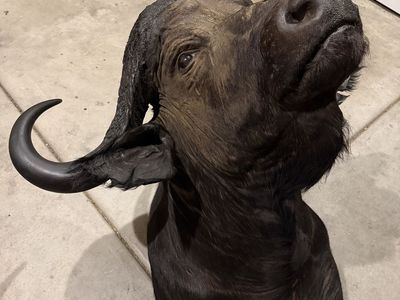 African Cape Buffalo Taxidermy Mount