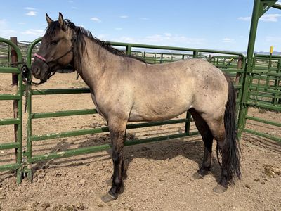 Grulla gelding