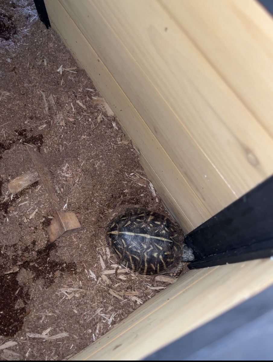 Box turtle and enclosure