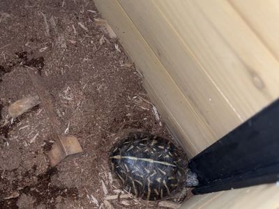 Box turtle and enclosure