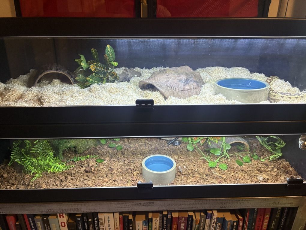 Two 55 G Reptile Enclosure w/ Stand and Snakes