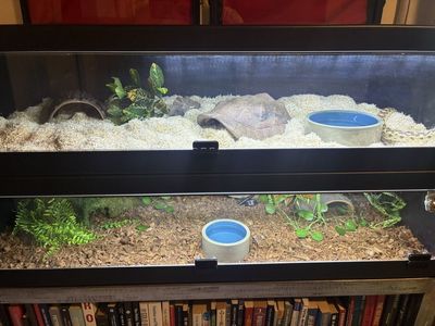 Two 55 G Reptile Enclosure w/ Stand and Snakes