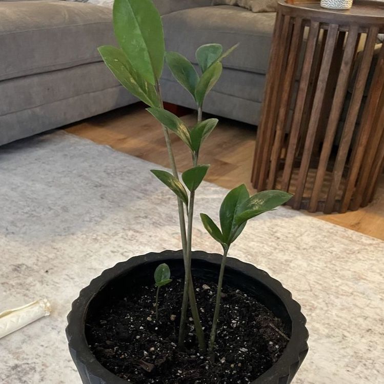 Baby zz plant