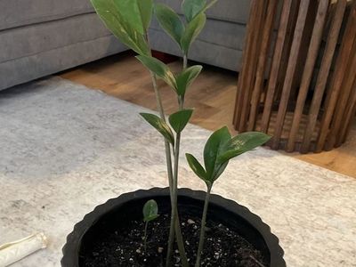 Baby zz plant