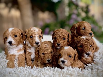 Mini multi-generational Goldendoodle Golden Doodle