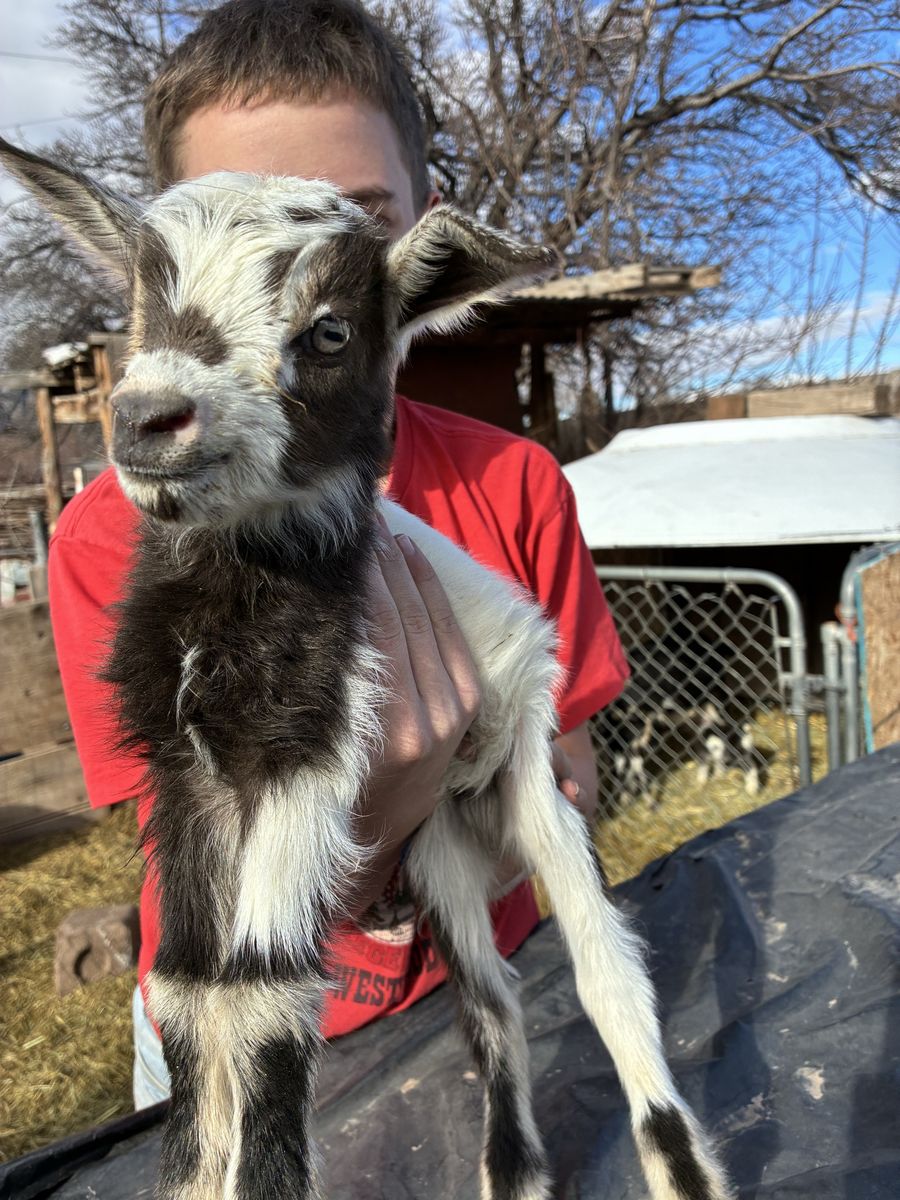 Nigerian Dwarf Bottle Buckling