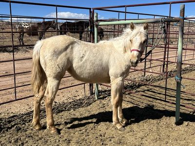 Grade Yearling Filly