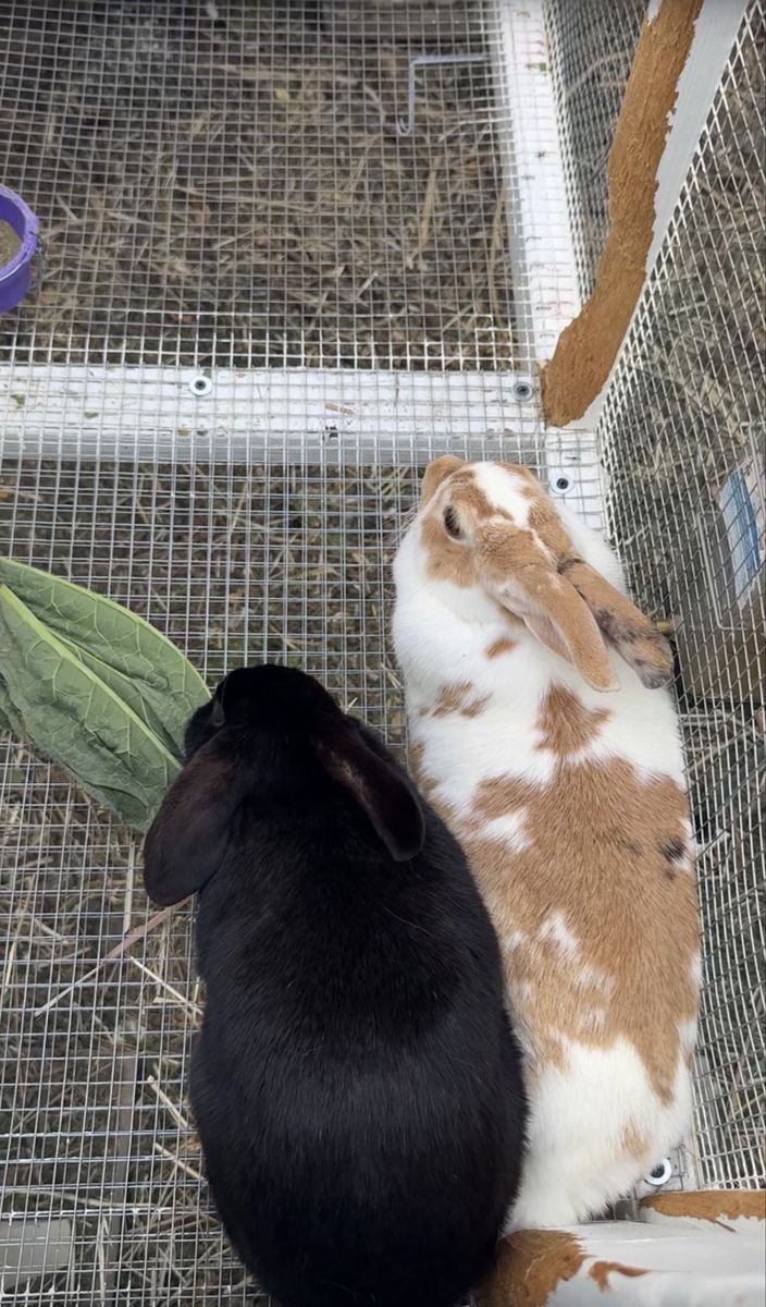 Pair of Female Rabbits