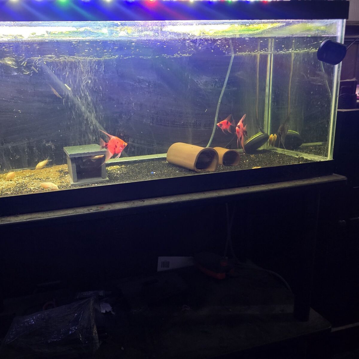 20 gallon long aquarium with stand