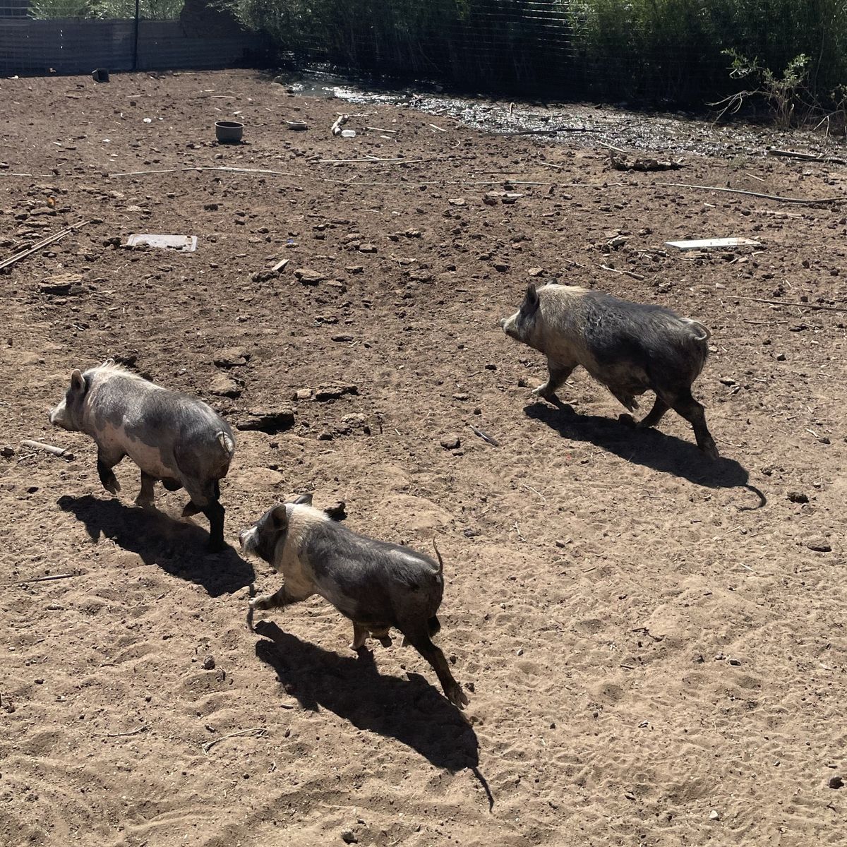 Potbelly males