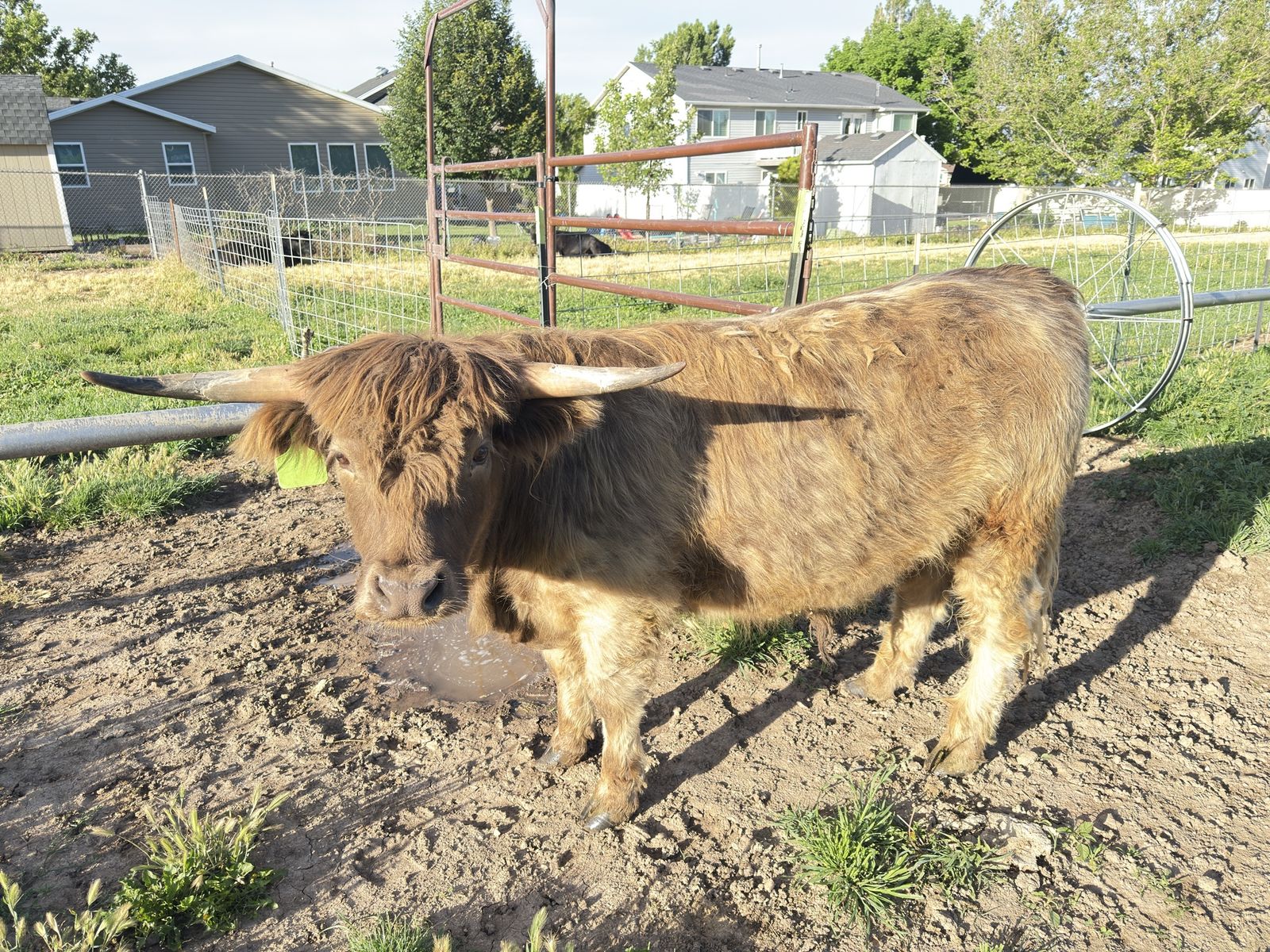 Highland mini steer