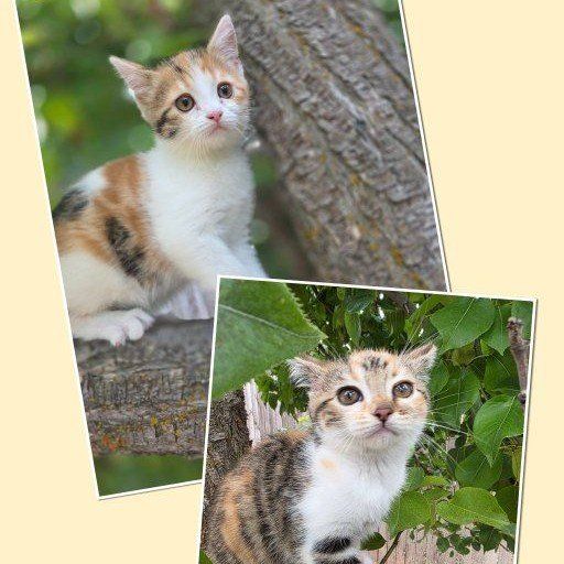 Bengal/Persian (2 girls left)