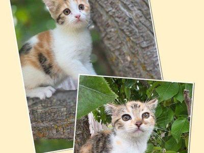 Bengal/Persian (2 girls left)