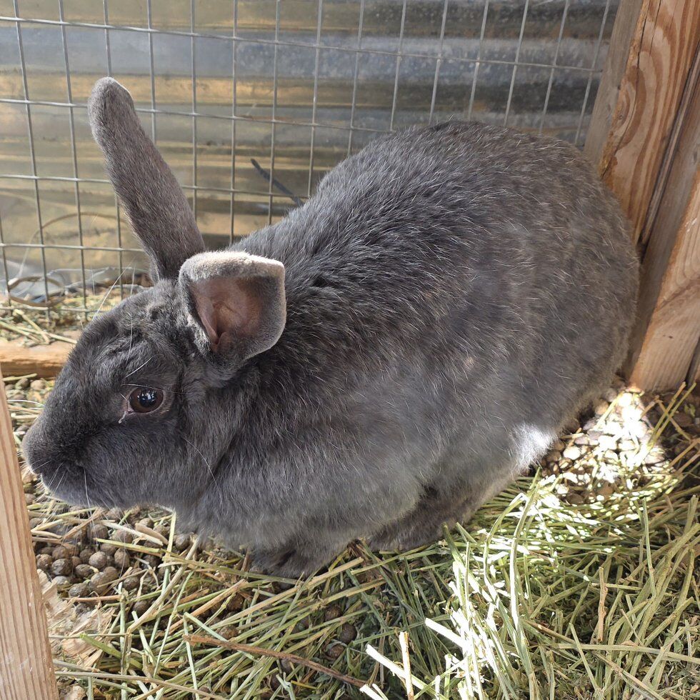 Silver Fox Rabbits (bunnies)