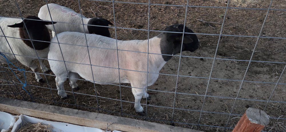Registered Dorpers ram lambs