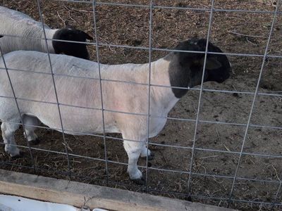 Registered Dorpers ram lambs