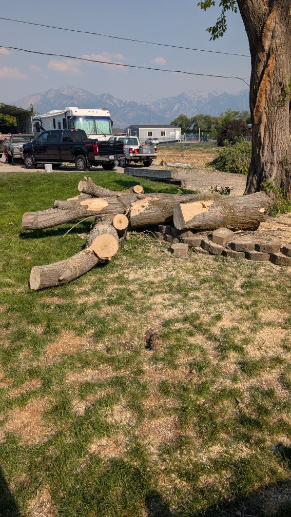 Boxelder maple.  Free Firewood - Large Tree Trunk Sections, Ready for Pickup