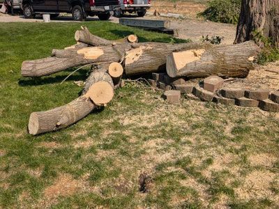 Boxelder maple. Free Firewood - Large Tree Trunk Sections, Ready for Pickup