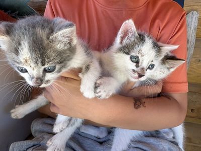 Orphaned Kittens