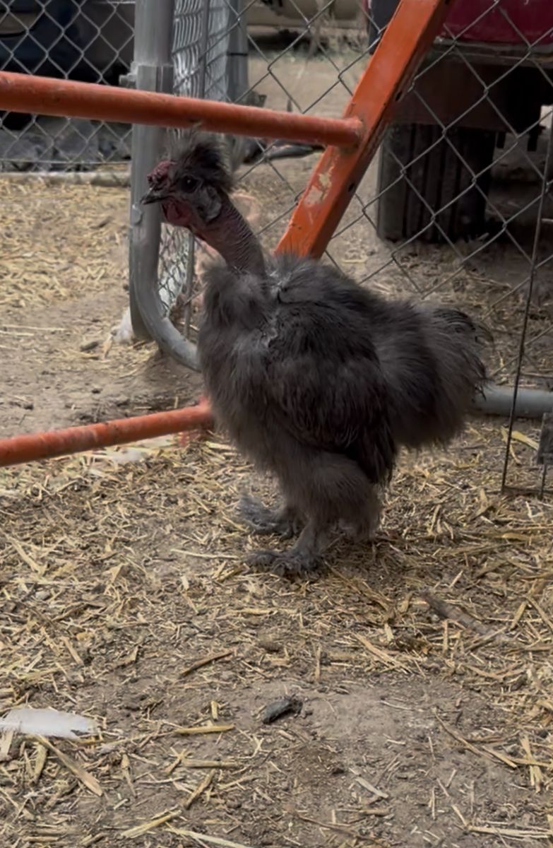 Naked Neck Silkie Rooster