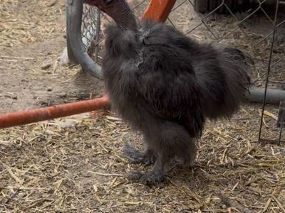 Naked Neck Silkie Rooster
