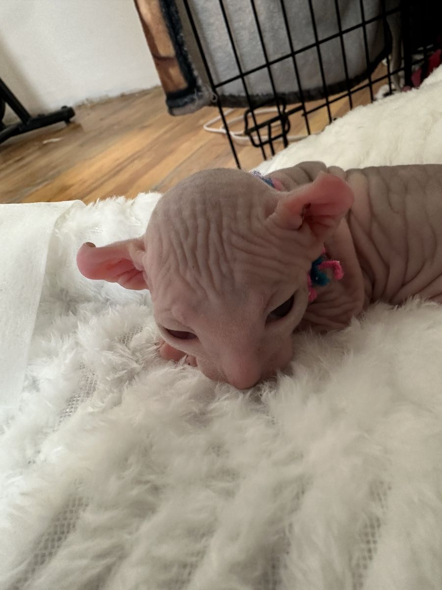 Elf Eared Sphynx