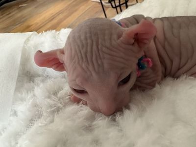 Elf Eared Sphynx