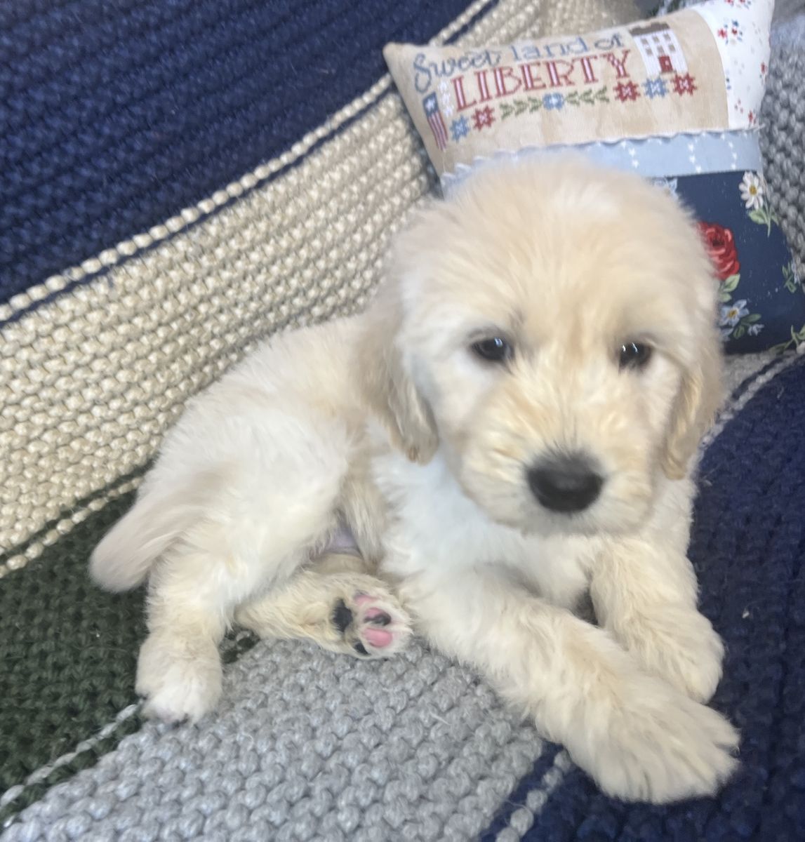 Adorable Goldendoodle Puppies - Variety of Colors, Ready for New Homes