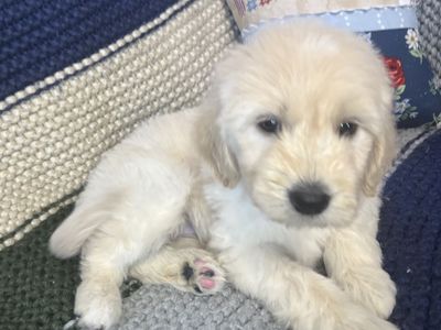 Adorable Goldendoodle Puppies - Variety of Colors, Ready for New Homes