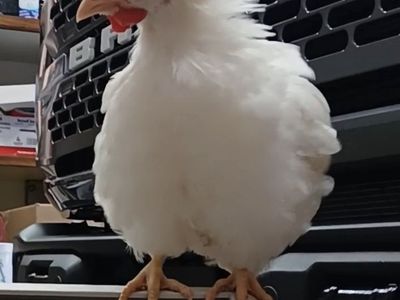 Free White Leghorn Rooster