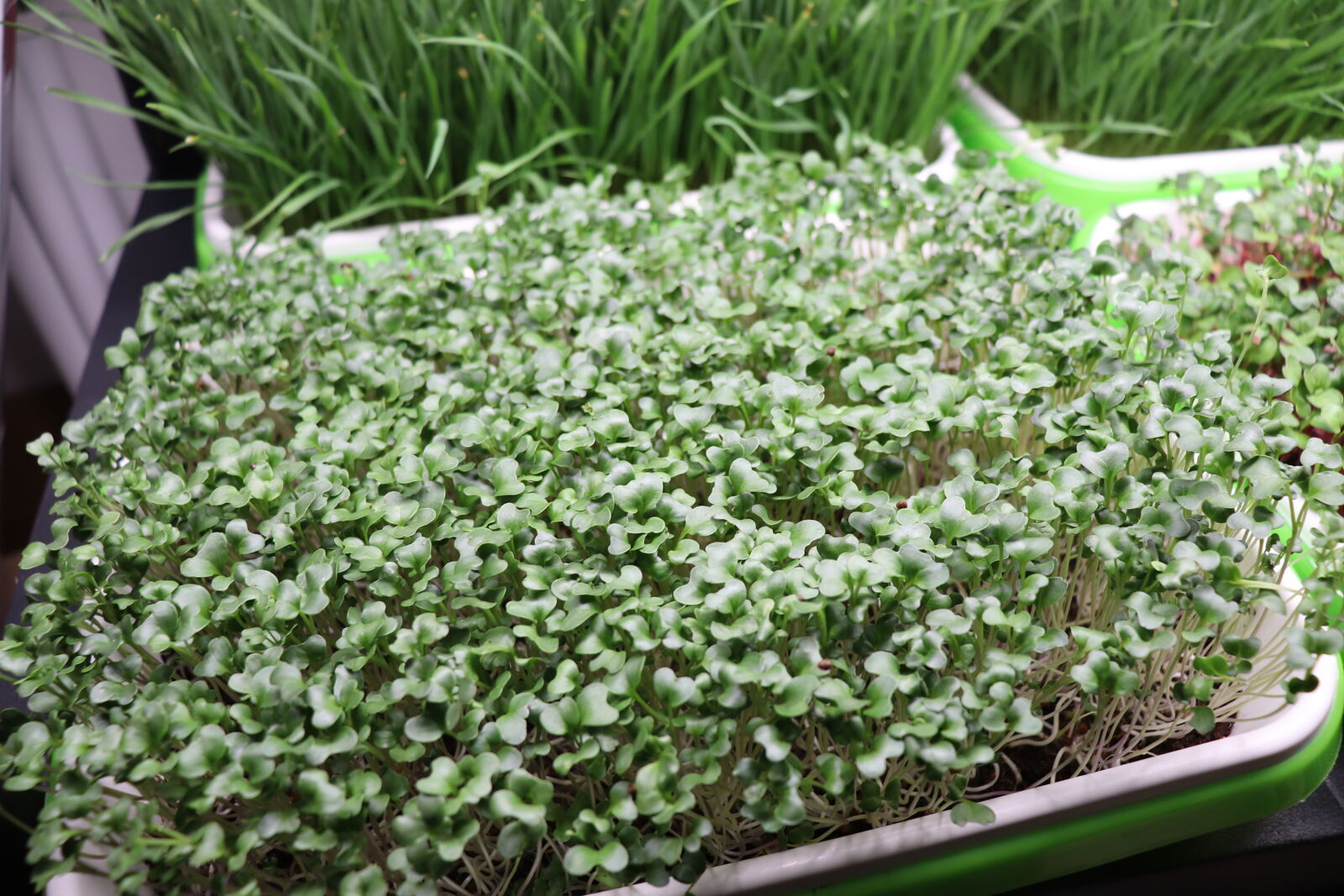 Microgreens wide variety and custom orders available