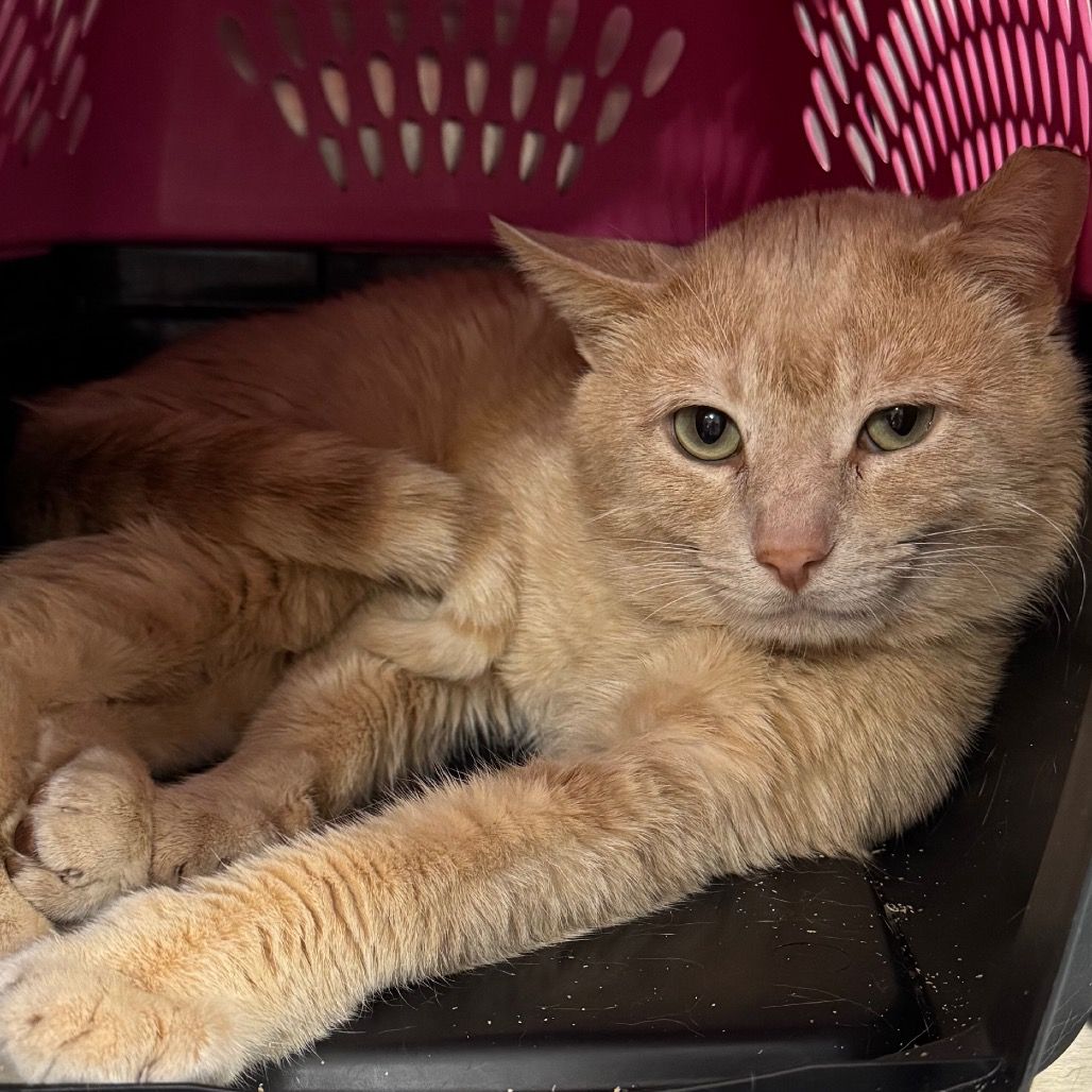 Hello my name is Lunaire