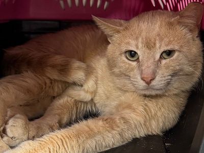 Hello my name is Lunaire