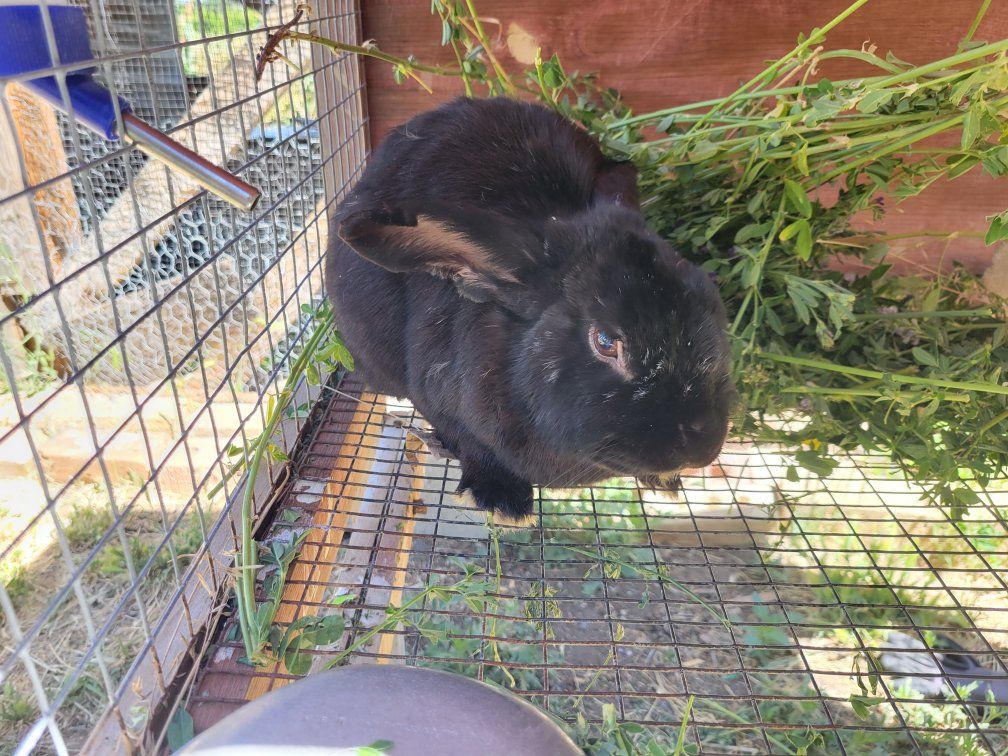 black rex buck rabbit