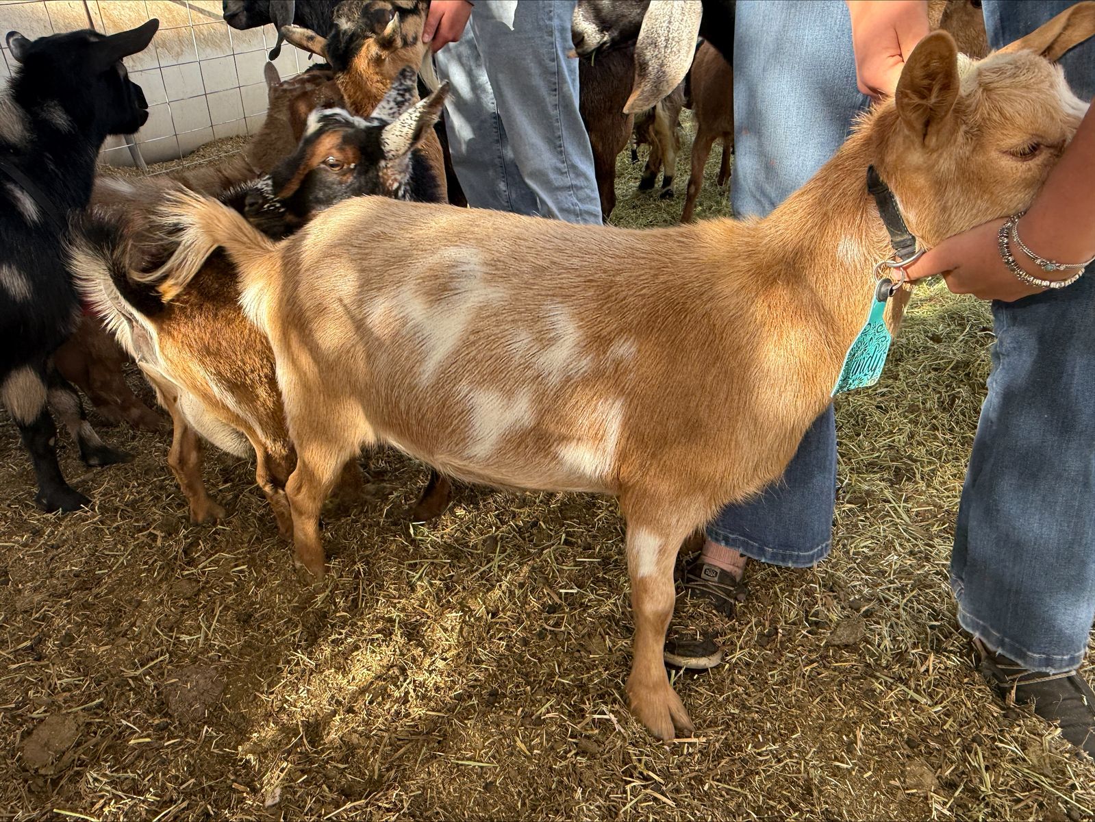 3 Registered Nigerian Dwarf Does