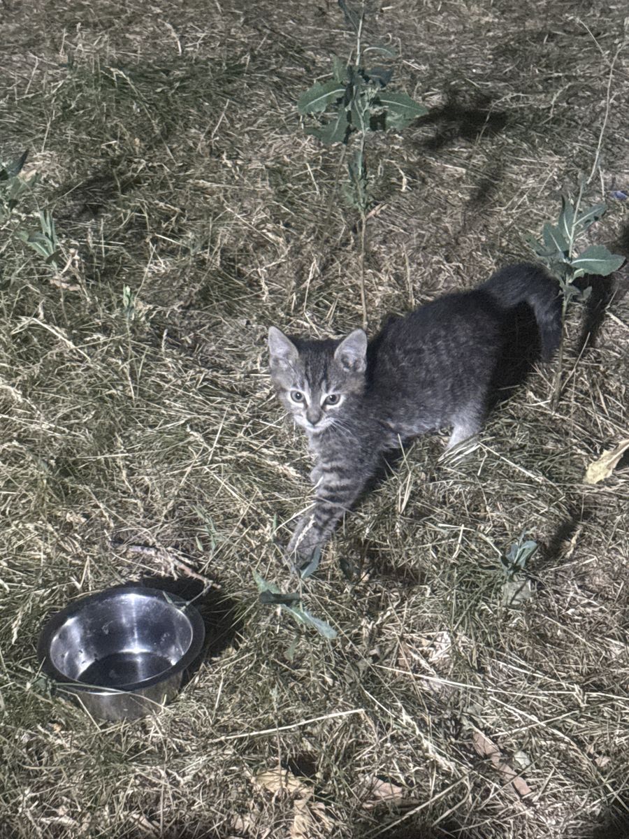 Adorable kitten