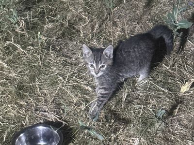 Adorable kitten