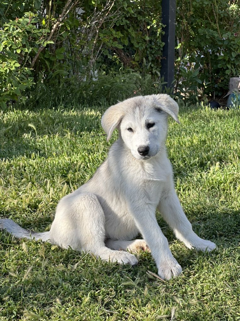 husky x great pyranees puppy