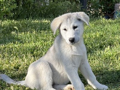 husky x great pyranees puppy