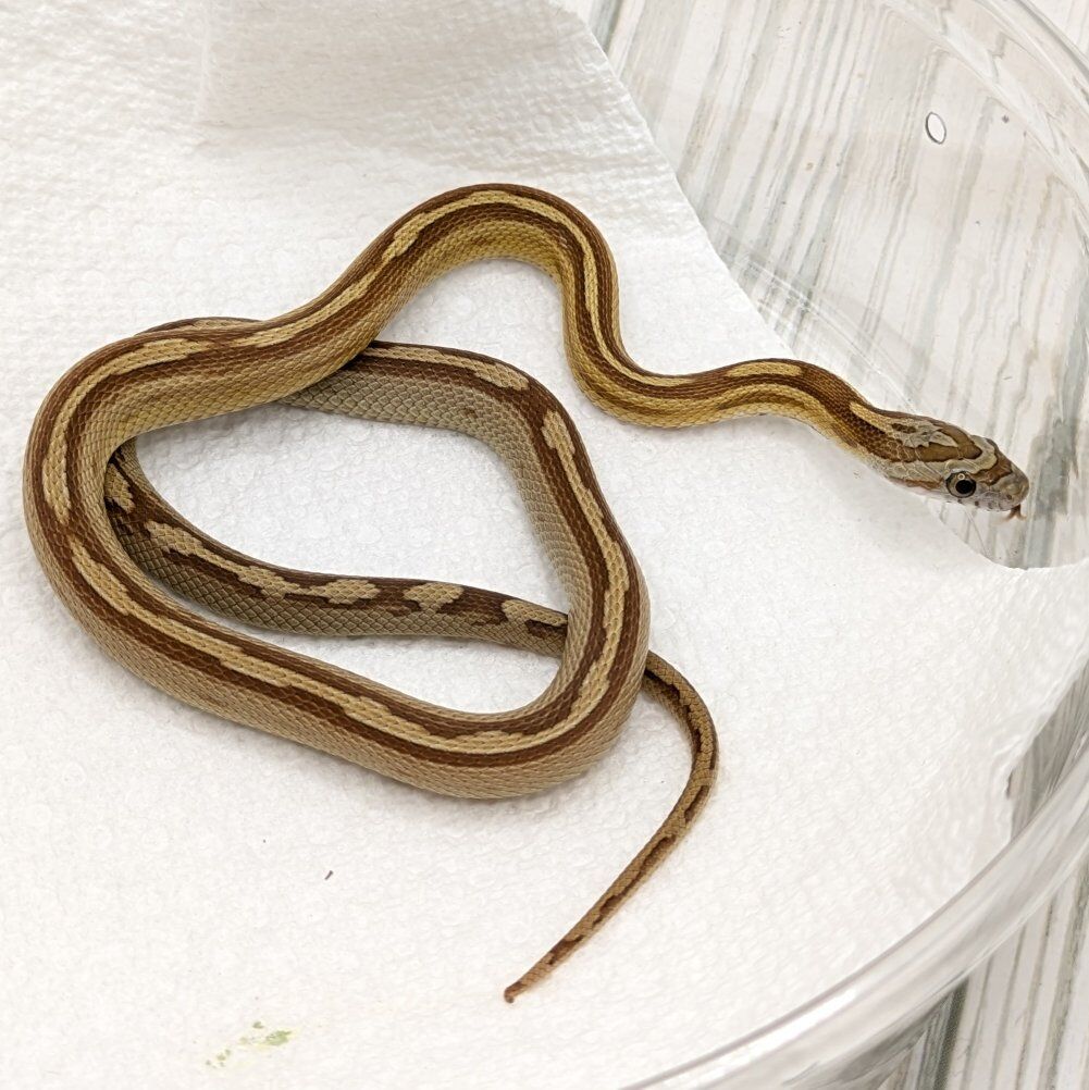 Male Caramel Motley Het Amel Sunkissed Corn Snake