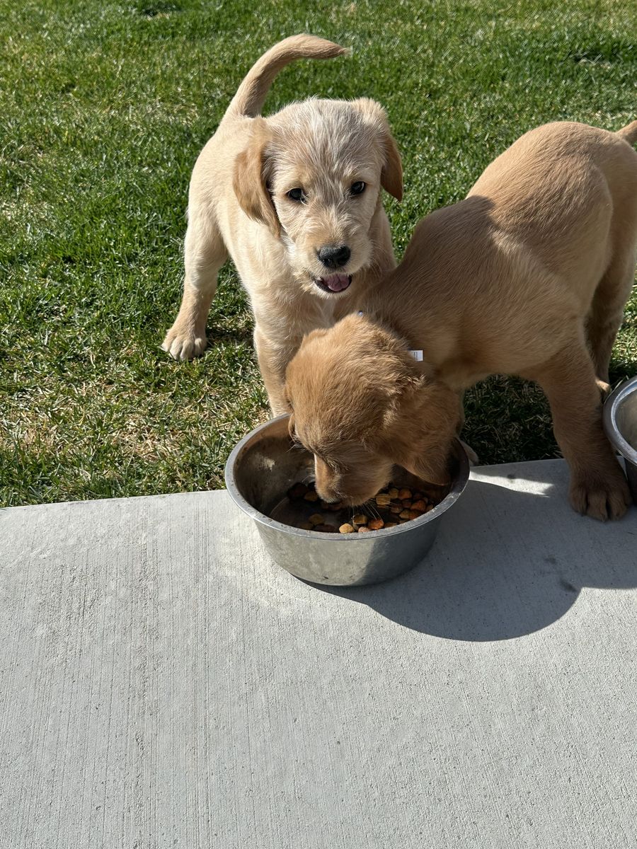 Irish labradoodle puppies for sale