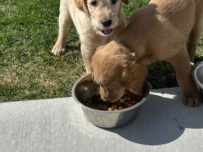Irish labradoodle puppies for sale